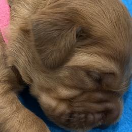 Girl 1 - Golden Retriever puppy in Kentucky from Schueller's Golden Retrievers