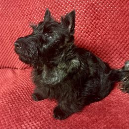 Wally - Brindle male Scottish Terrier puppy in Morganton, North Carolina from Maylark Scottish Terriers