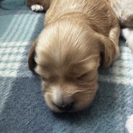 Boy 2 - Cream male Dachshund puppy in Collinston, Utah from RSP Mini Doxies