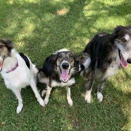 Silken Windhound Puppies from Oak Creek Silken Windhounds