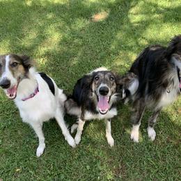 Silken Windhound Puppies from Oak Creek Silken Windhounds