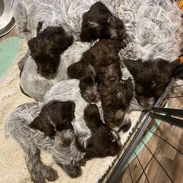 Wirehaired Pointing Griffon Puppies from Pine Barren Griffons