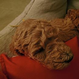 Boy 4 - male Goldendoodle puppy in Knoxville, Tennessee from Kokoh Doodles
