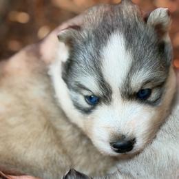 Nikki - Sable and white female Siberian Husky puppy in Everett, Washington from Addison Grove Huskies