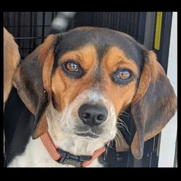 Augie - Beagle