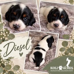 Diesel - Piebald male Dachshund puppy in Kemp, Texas from Koli Acres