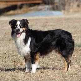 Aussiedoodles and Australian Shepherds from Springhill Hog and Cattle Co.