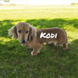 Kodi - Dachshund