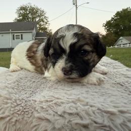 Oreo - Black and white male Shichon puppy in West Frankfort, Illinois from Jessica Cupp