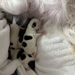 Maximus - Parti male Yorkshire Terrier puppy in Labelle, Florida from Chocolate and Parti Yorkies in Florida