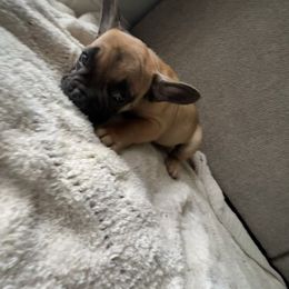 Little Red - Liver male French Bulldog puppy in Modesto, California from Luna's Little Pumpkins