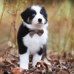 Cady - Black tri-color female Australian Shepherd puppy in Georgetown, Texas from River Reign Australian Shepherds