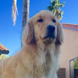 Golden Retrievers from Golden Angels kennels