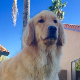 Golden Retrievers from Golden Angels kennels