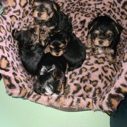 Yorkshire Terrier Puppies from HelloBeautifulYorkies