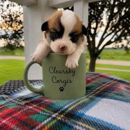 Mac - Red male Pembroke Welsh Corgi puppy in Rose, Nebraska from Clearsky Corgis