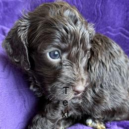BonBon - Chocolate male Australian Labradoodle puppy in Bells, Texas from Sandcastle Labradoodles