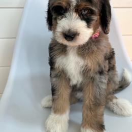 Eliza - Blue merle female Bernedoodle puppy in Garrettsville, Ohio from Sunset Family Farm