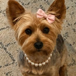 Yorkshire Terriers from Dewy Rose Yorkies
