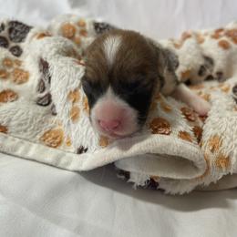 Boy 1 - Red male Pembroke Welsh Corgi puppy in Barstow, California from Caldwell’s Corgis of Southern California