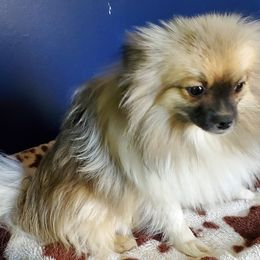 Pierre - Pomeranian