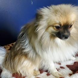 Pierre - Pomeranian