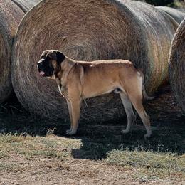 Moose - Mastiff