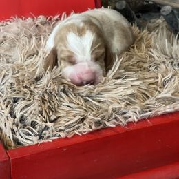 Mocha - Red and white male Basset Hound puppy in Lone Jack, Missouri from Wee Little Bassets