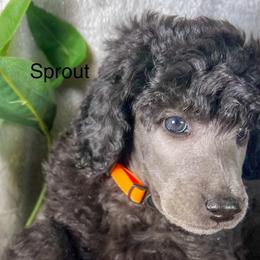 Sprout - Silver male Poodle puppy in Greenville, North Carolina from Grace Poodles