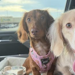 Dachshunds from Little T’s Dachsund