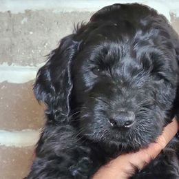 Wyatt - Goldendoodle puppy in Peoria, Arizona from Sonoran Desert Doods