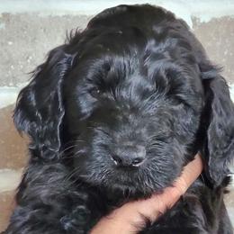 Wyatt - Goldendoodle puppy in Peoria, Arizona from Sonoran Desert Doods