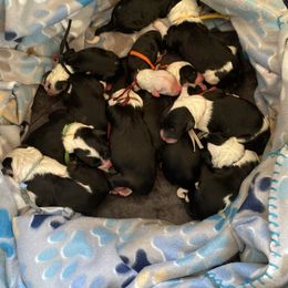 Light Blue collar boy - Black and white male Sheepadoodle puppy in Charlo, Montana from Heavenly Hilltop Farm