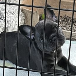 Dilute Retrievers, French Bulldogs, and Labrador Retrievers from Quiet Valley Ranch Labradors and Frenchies