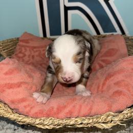 Red Merle boy 1 - Red merle male Toy Australian Shepherd puppy in Oklahoma City, Oklahoma from Faith River Aussies