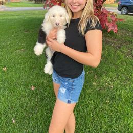 Old English Sheepdog Puppies from Heavinly Blessings Farm Pups - Old English Sheepdog Puppies