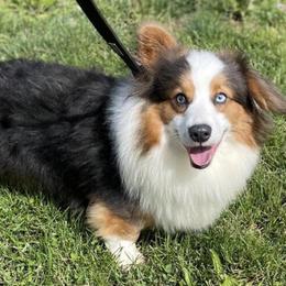 Snow - Pembroke Welsh Corgi