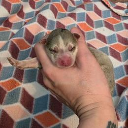 Saja - Merle male Pomsky puppy in Sumter, South Carolina from Emerald Skies Pomskies