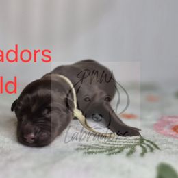 Rod - Chocolate male Labrador Retriever puppy in Rogue River, Oregon from PNW Labradors