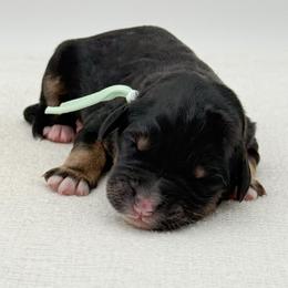 Josie - Phantom female Bernedoodle puppy in Bellville, Ohio from Bernedoodle Buddies