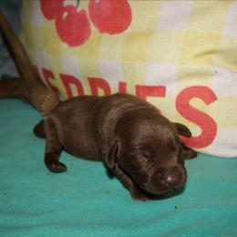No collar - Chocolate male Labrador Retriever puppy in Arlington, Washington from Stout's Hunting Labs and trsbullies