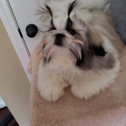Shih Tzu Puppies from All That