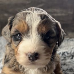Beatrice - Blue merle female Bernedoodle puppy in Camden, Michigan from FurEver Friends Finder