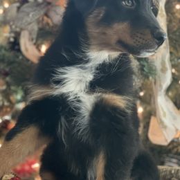 Australian Shepherds from Mundo Farm Aussies