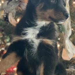 Australian Shepherds from Mundo Farm Aussies