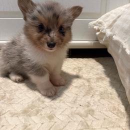 Full fluffy Bob - Blue merle and white male American Corgi puppy in Decatur, Texas from Bar S Corgis