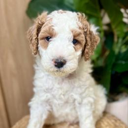 Birch - Parti male Goldendoodle puppy in S AI Nt John, Indiana from Lulu's Goldendoodles