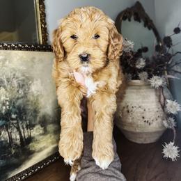 Flurry - Red  female Goldendoodle puppy in Georgia from Mother of Golden Doodles