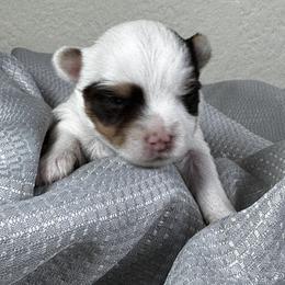 Duke - Chocolate, tan and white male Yorkshire Terrier puppy in Essexville, Michigan from John's Yorkshire Terriers