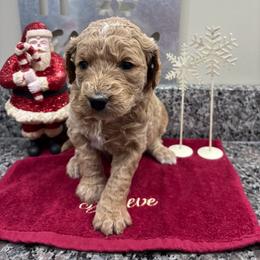 River - Red  female Goldendoodle puppy in Annville, Pennsylvania from Bellegrove Goldendoodles